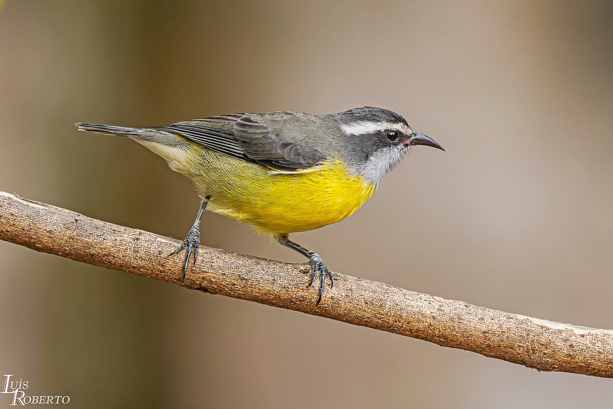 Bananaquit - ML652466540