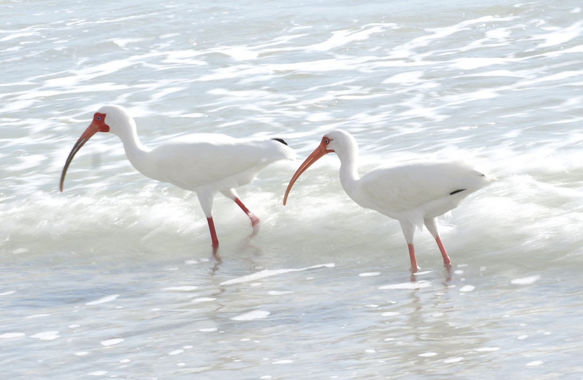 Ibis zuria - ML652466543