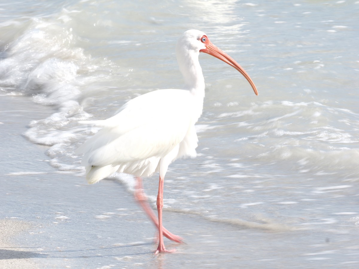 Ibis zuria - ML652466544