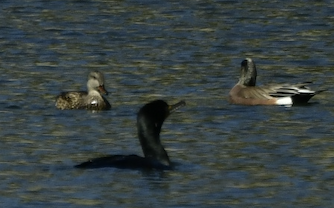 Ahate txistulari amerikarra - ML652466546