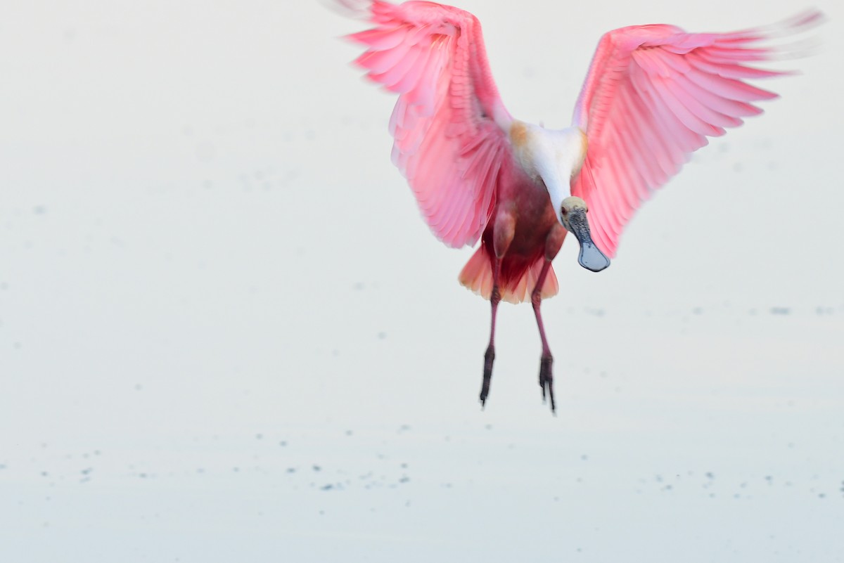 Roseate Spoonbill - ML652466585