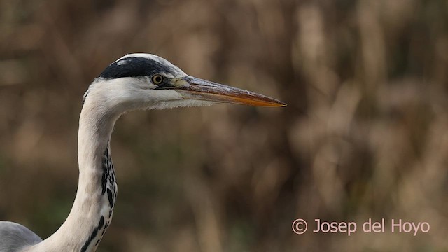 蒼鷺 - ML652466662