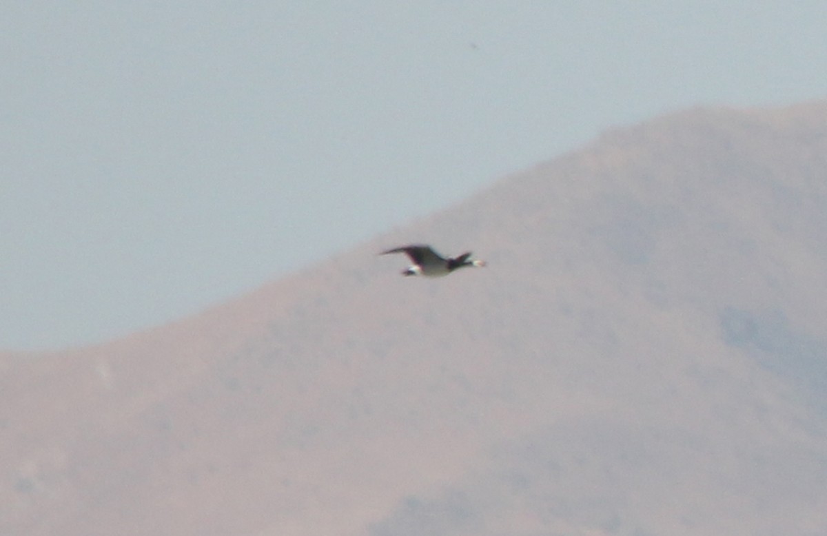 hvitkinngås - ML652466679