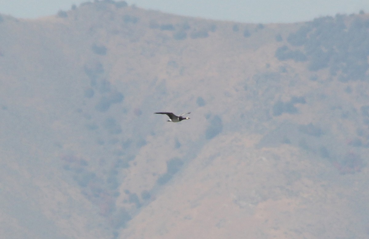 hvitkinngås - ML652466680