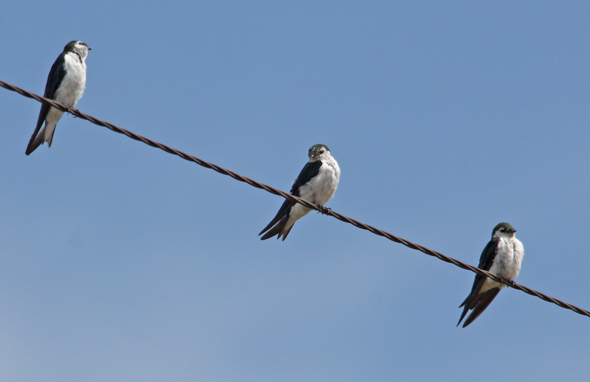 talassinsvale - ML652466684