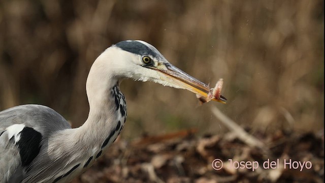 蒼鷺 - ML652466930