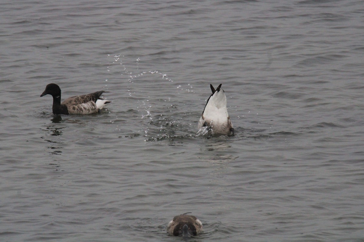 Oca colombaccio - ML652467734