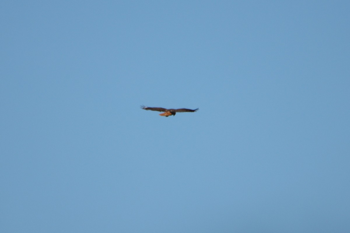 káně rudochvostá - ML652467799