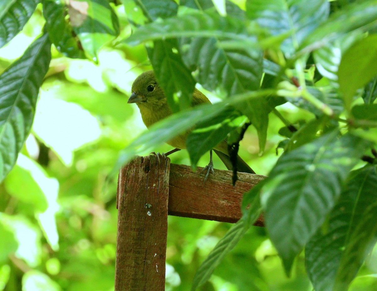 Скригнатка райдужна - ML652467804