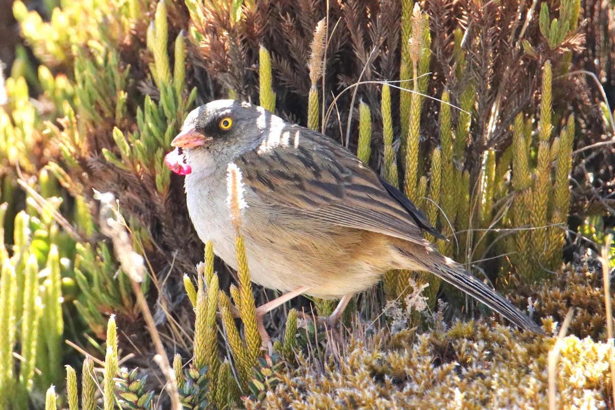 Volcano Junco - ML652467811