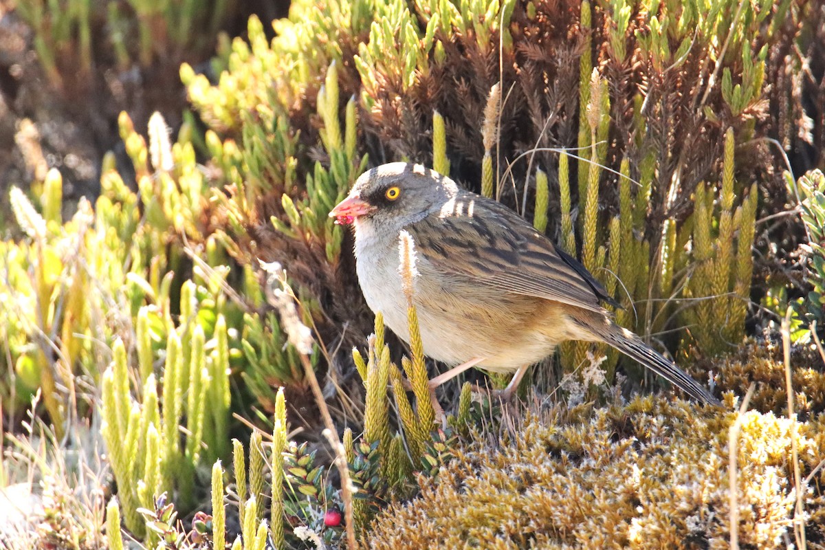 Volcano Junco - ML652467812