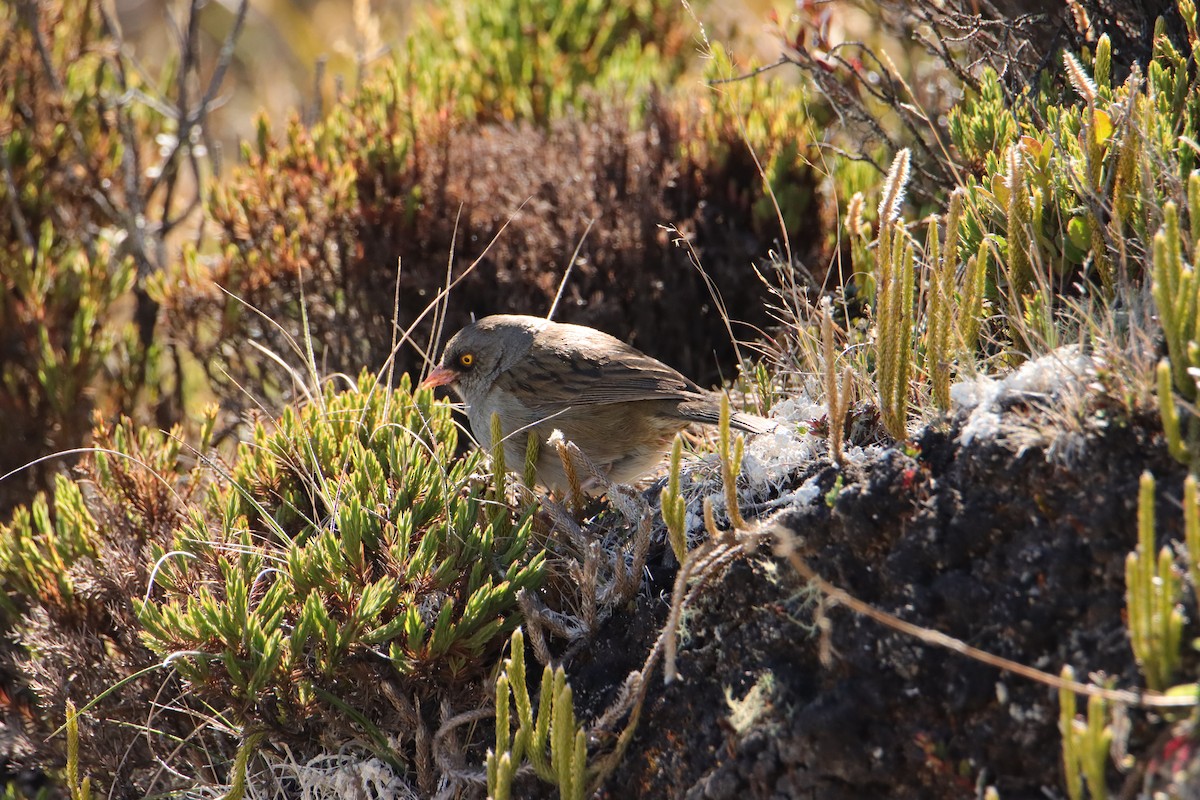 Volcano Junco - ML652467831