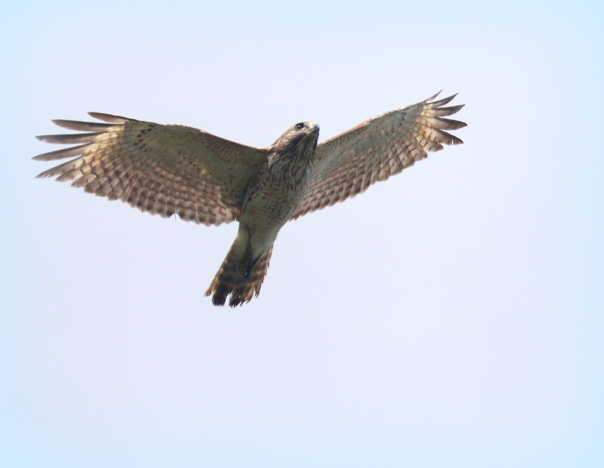 Канюк рудоплечий - ML652467866