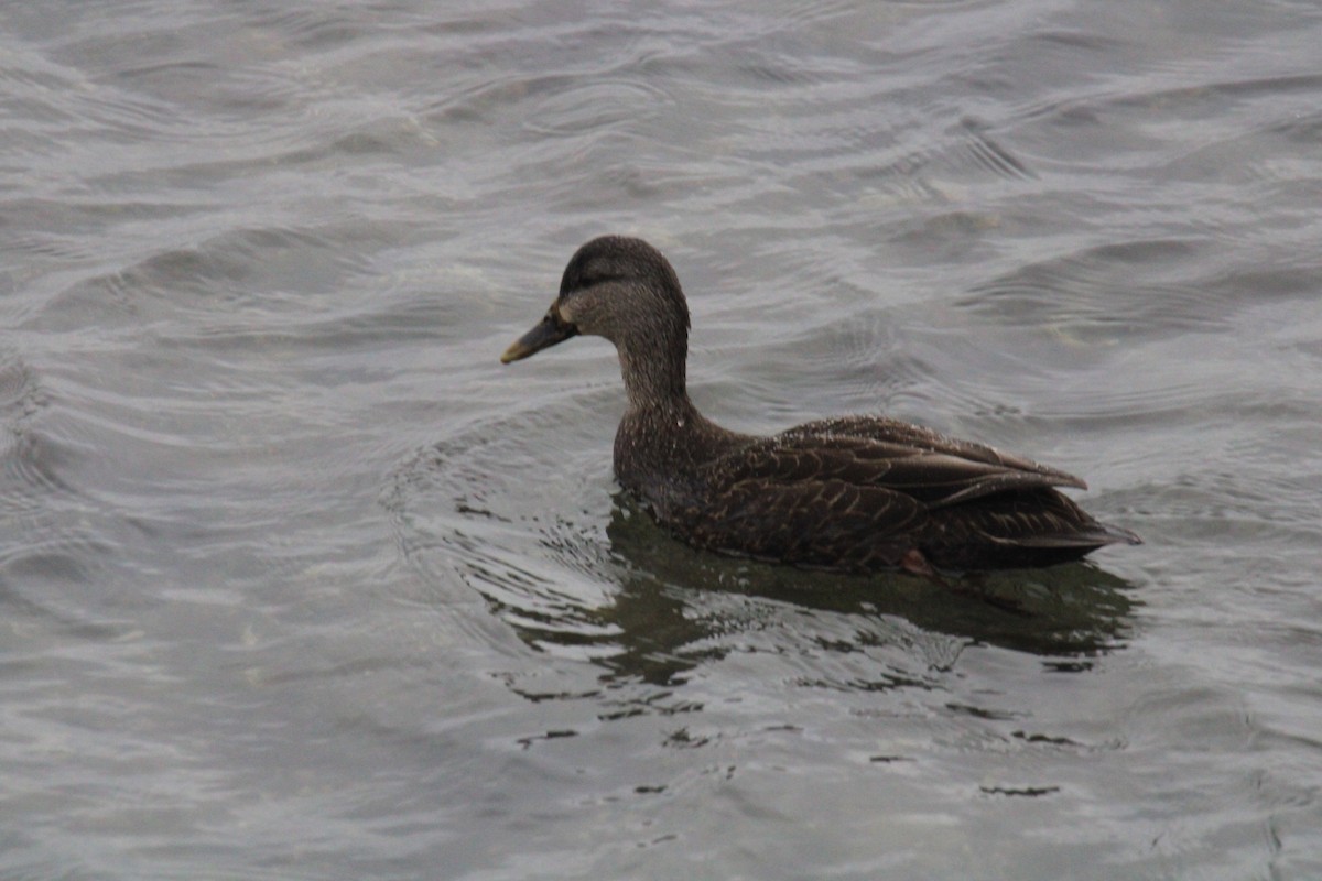 American Black Duck - ML652467914