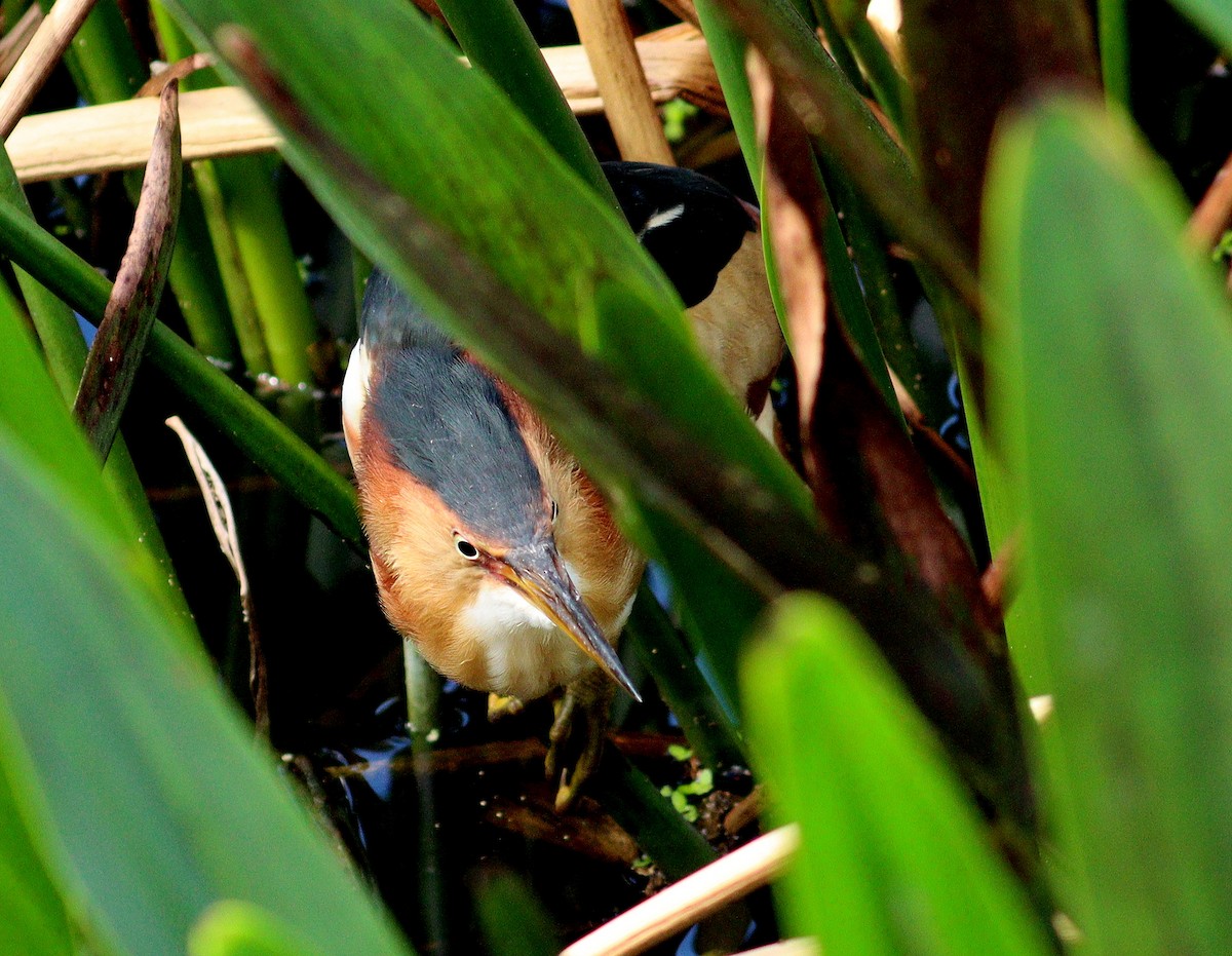 Бугайчик американський - ML652467932