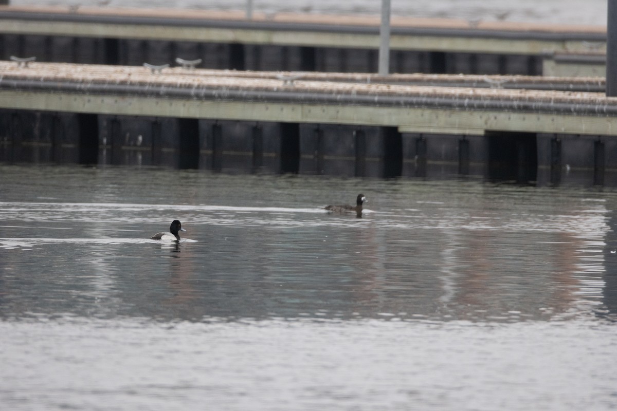 Lesser Scaup - ML652467940