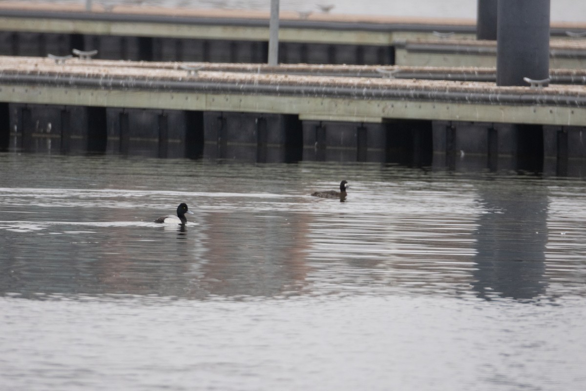 Lesser Scaup - ML652467944