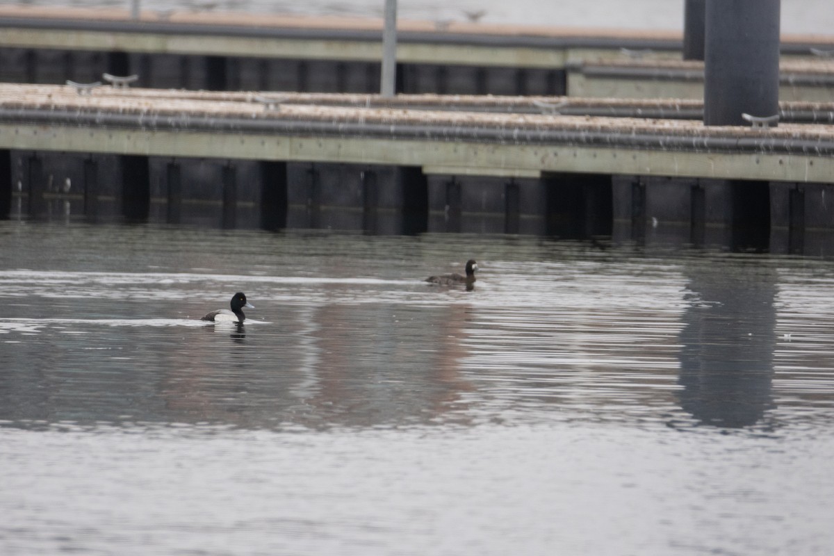 Lesser Scaup - ML652467945