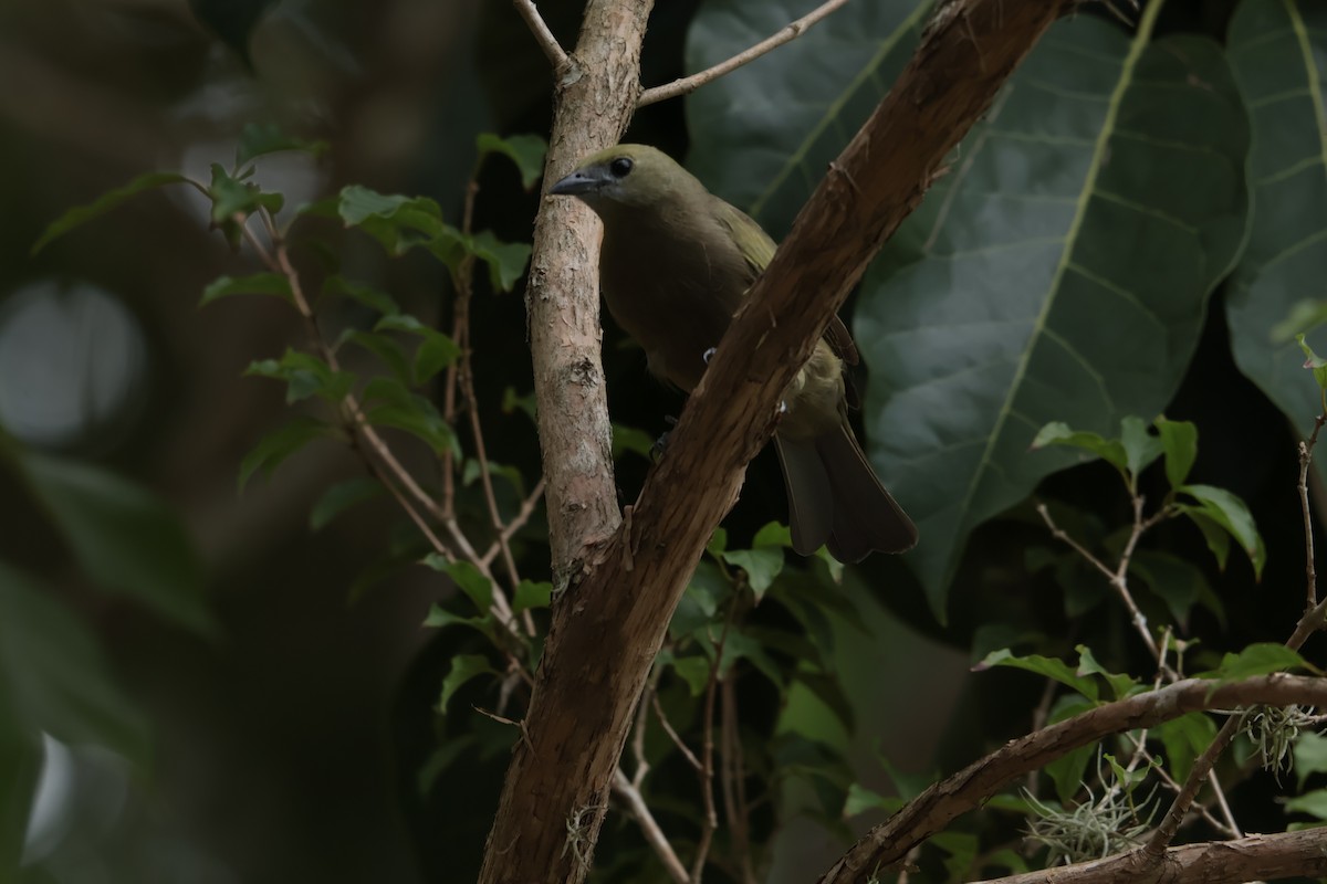Palm Tanager - ML652467950