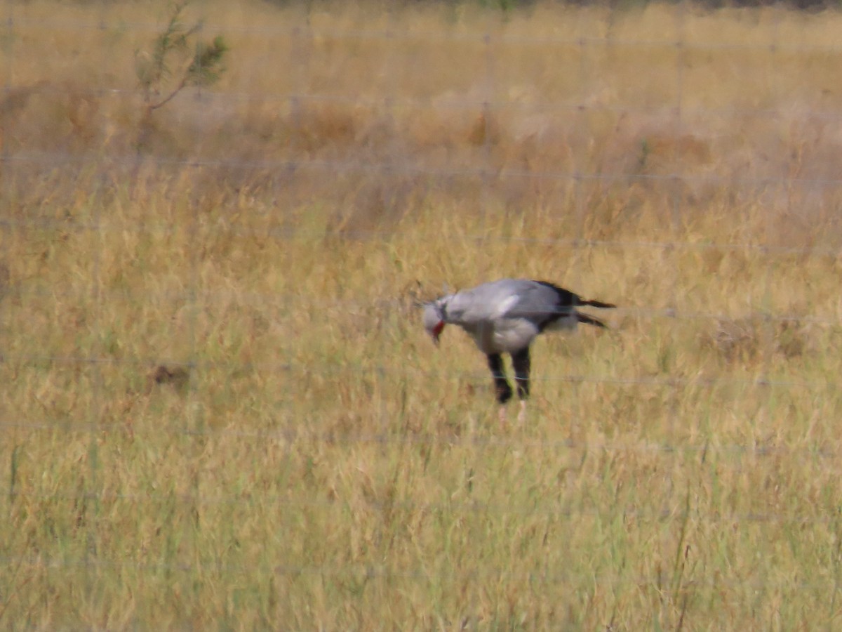 Secretarybird - ML652467951