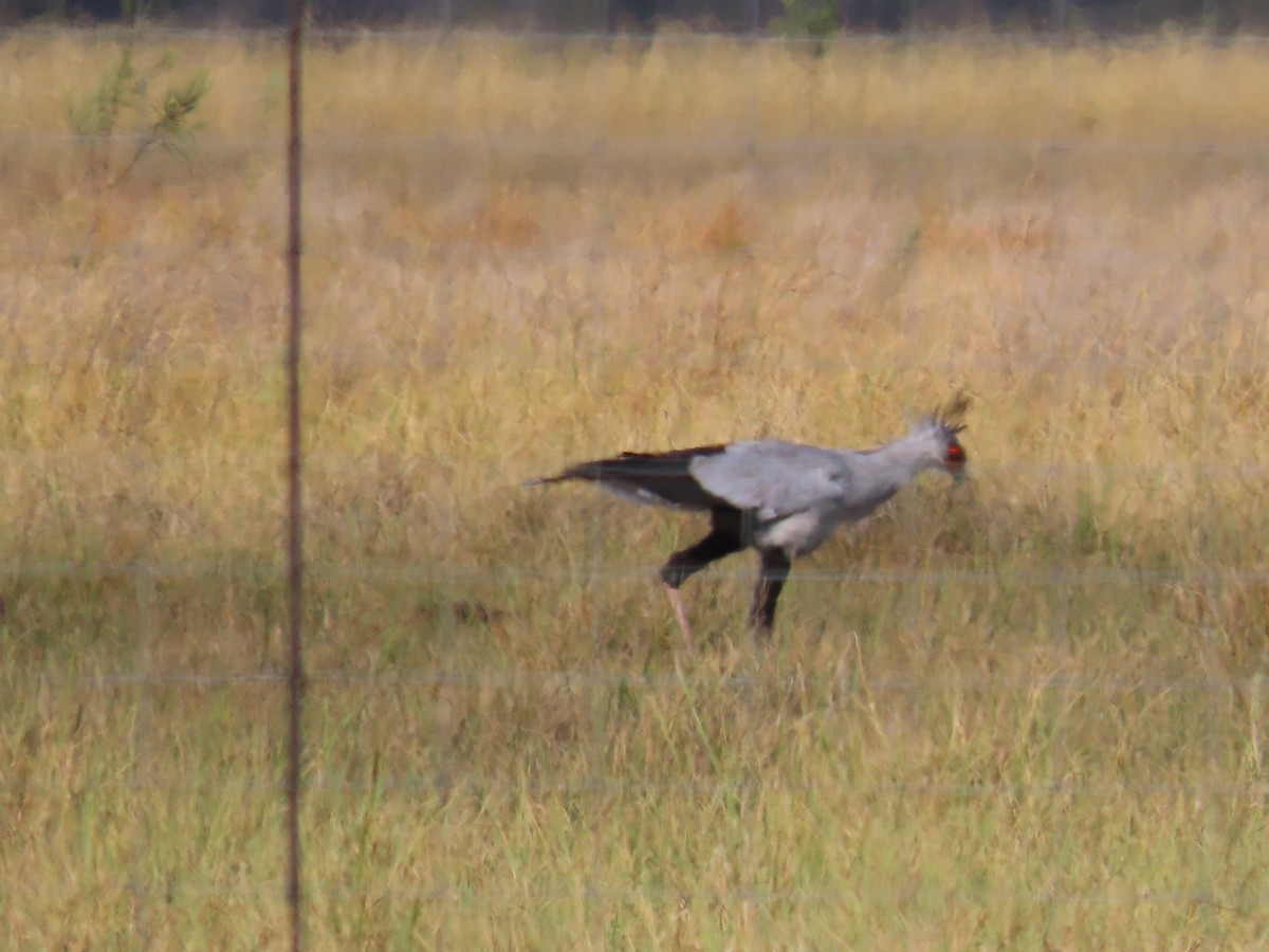 Secretarybird - ML652467952