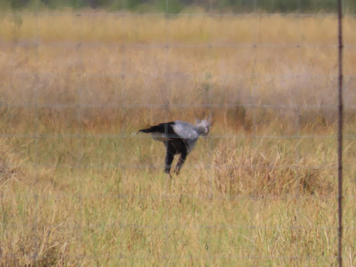 Secretarybird - ML652467953