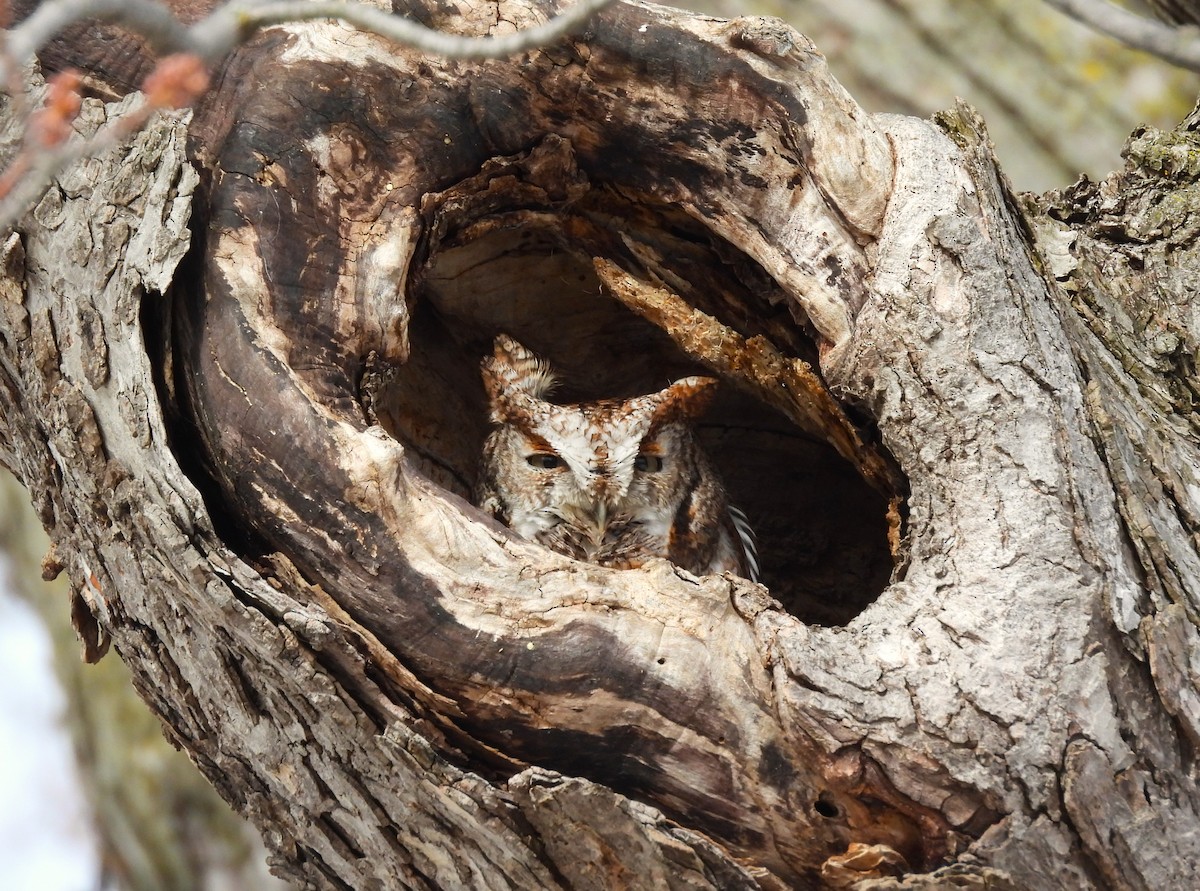 Eastern Screech-Owl - ML652467954