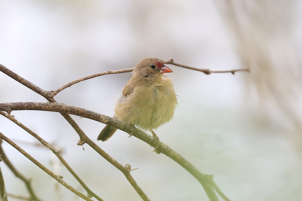 Red-billed Firefinch - ML652467955