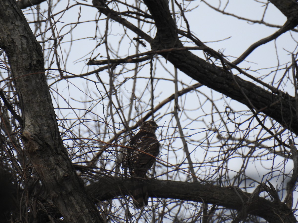 Red-shouldered Hawk - ML652467956
