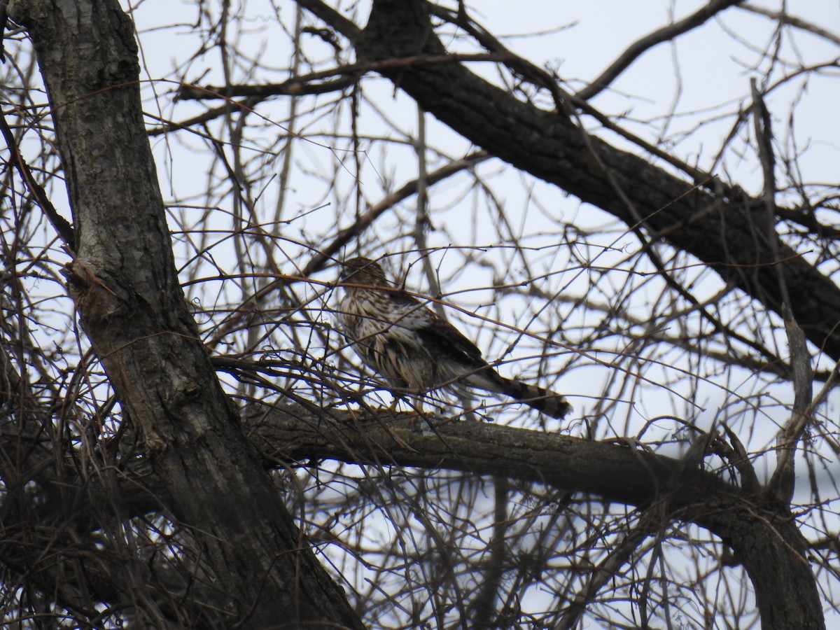 Red-shouldered Hawk - ML652467957