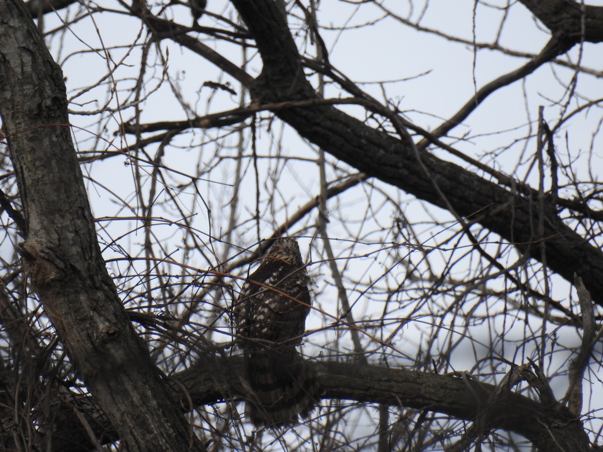 Red-shouldered Hawk - ML652467958