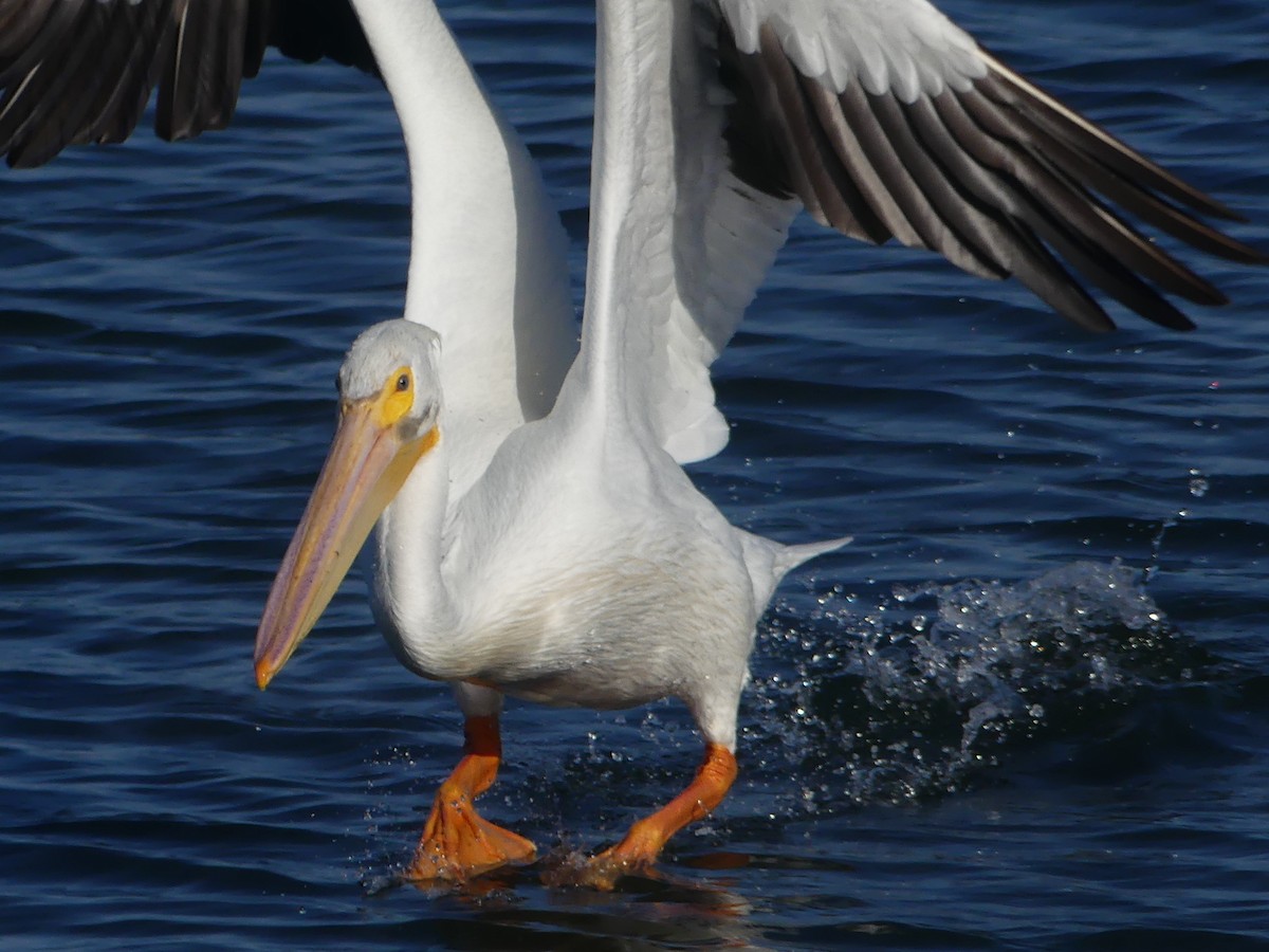 American White Pelican - ML652467961