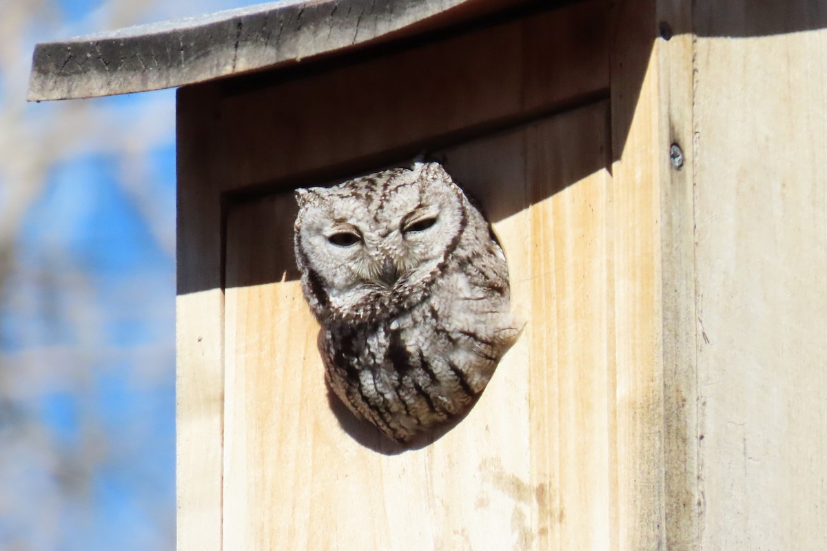 Western Screech-Owl - ML652467962