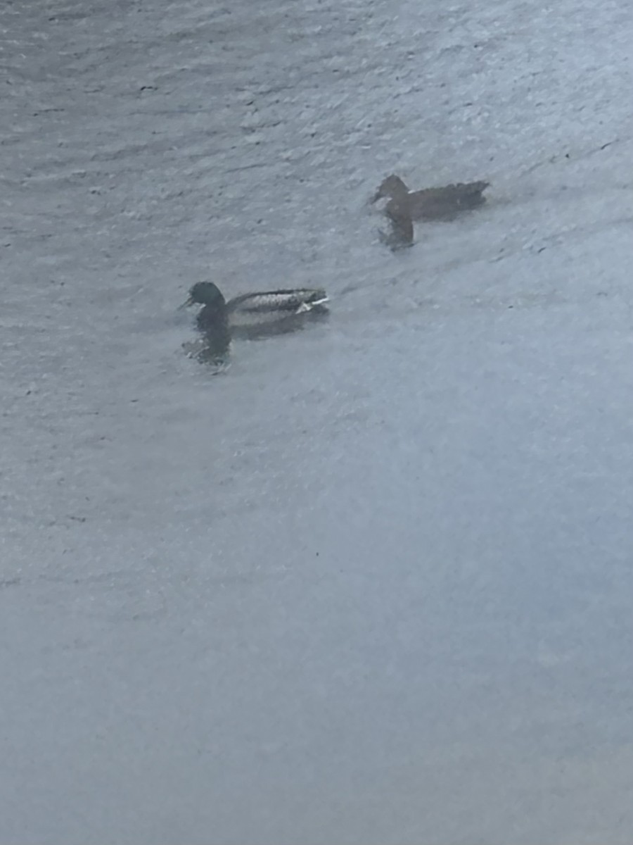 Germano reale - ML652467963