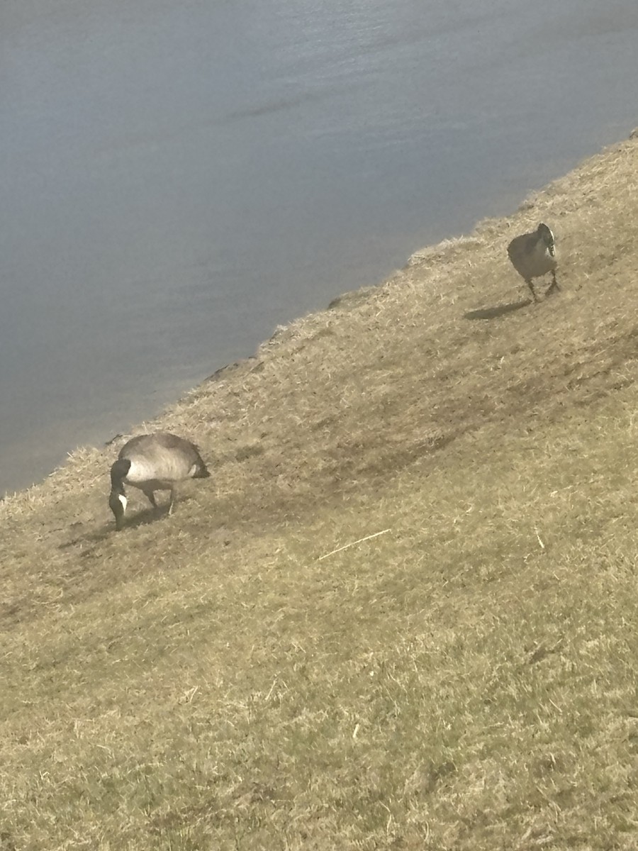 Oca canadese maggiore - ML652467965