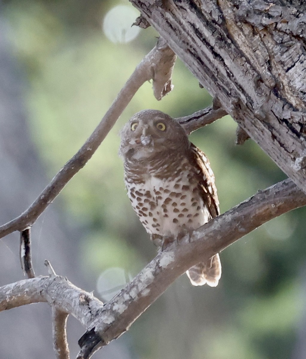 African Barred Owlet - ML652467966