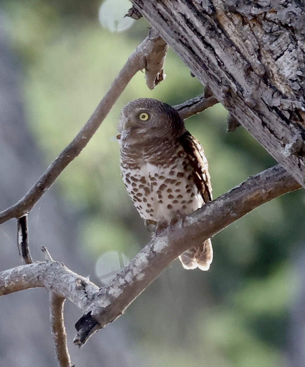 African Barred Owlet - ML652467967