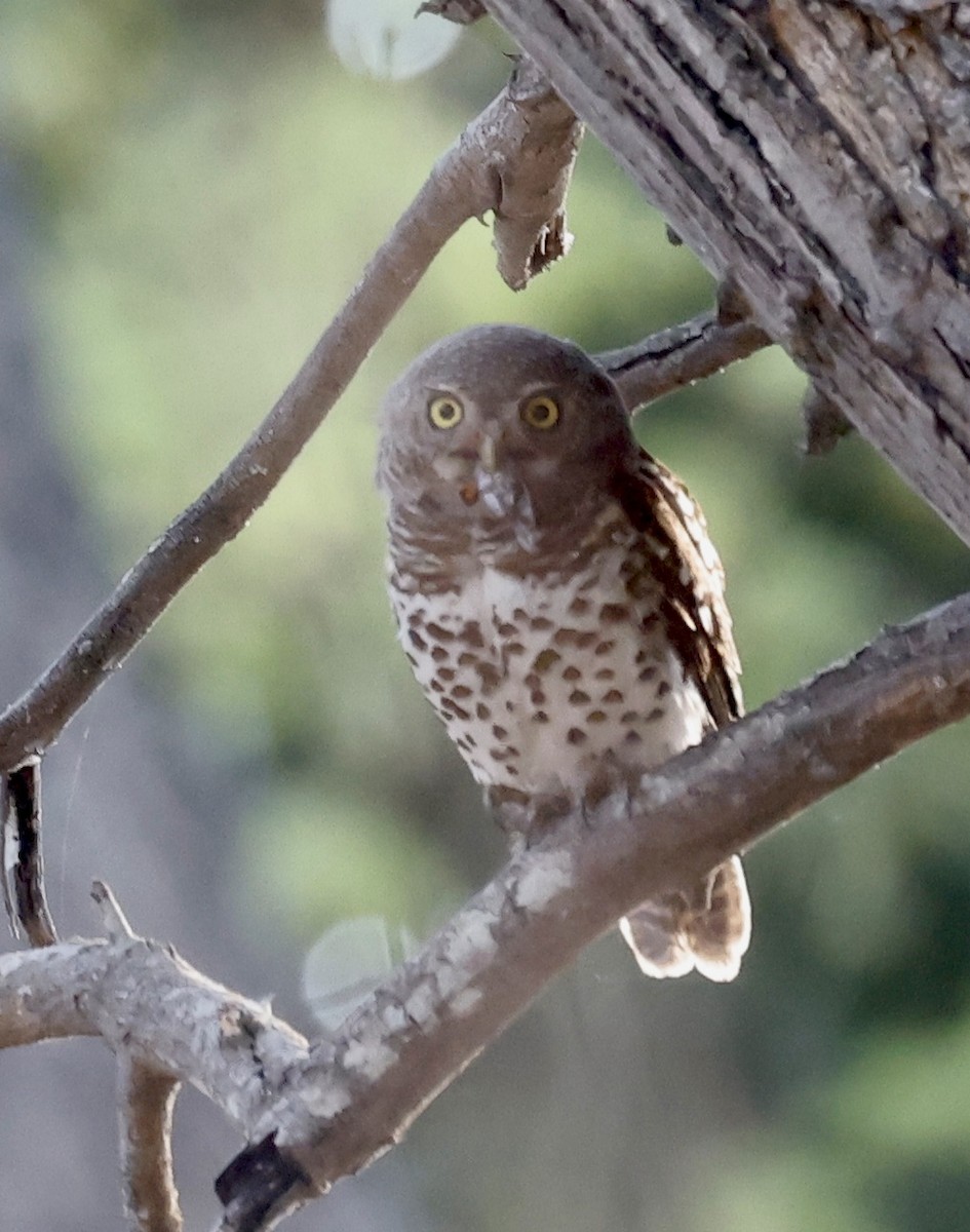 African Barred Owlet - ML652467968
