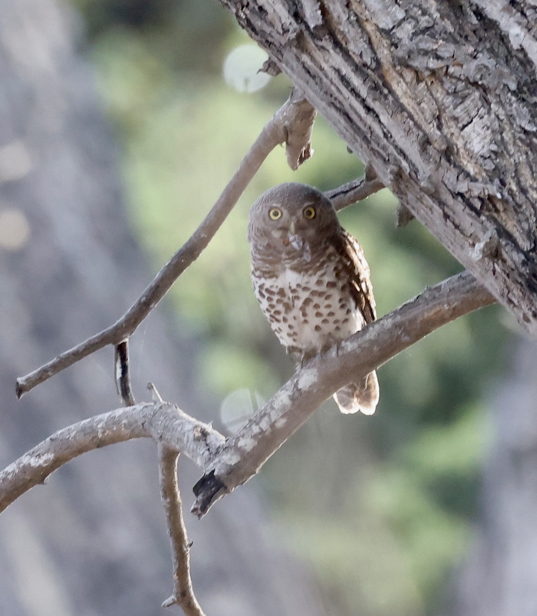African Barred Owlet - ML652467969