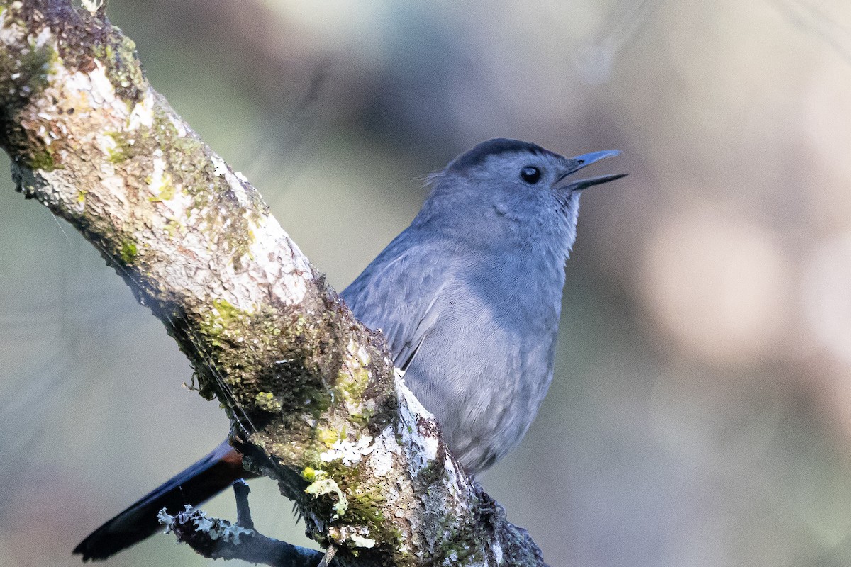 Gray Catbird - ML652467970