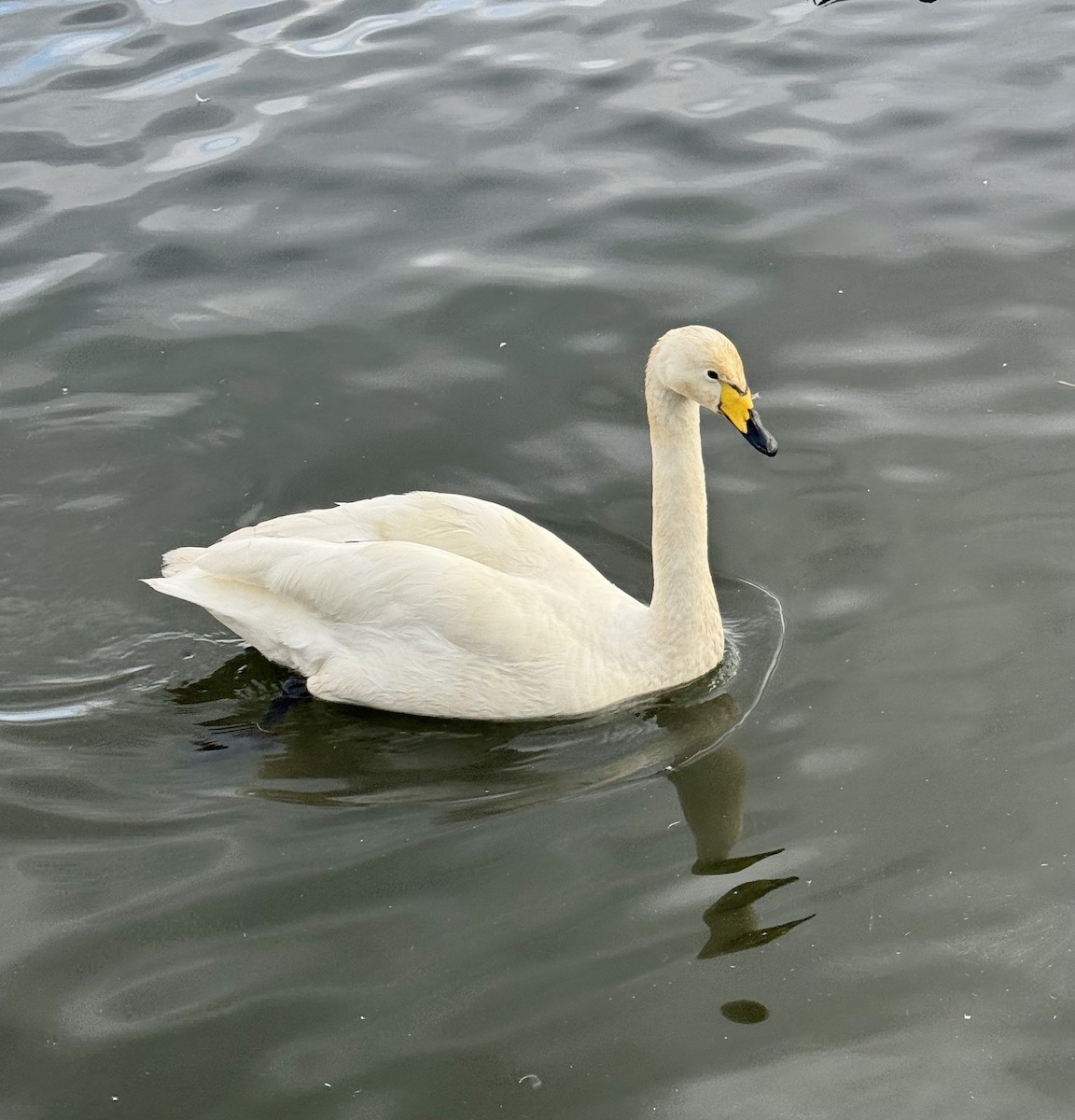 Cigno selvatico - ML652467971