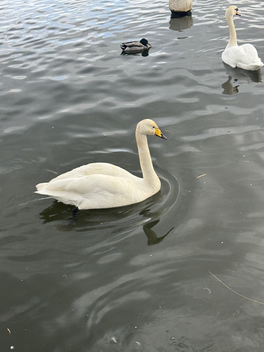 Cigno selvatico - ML652467972