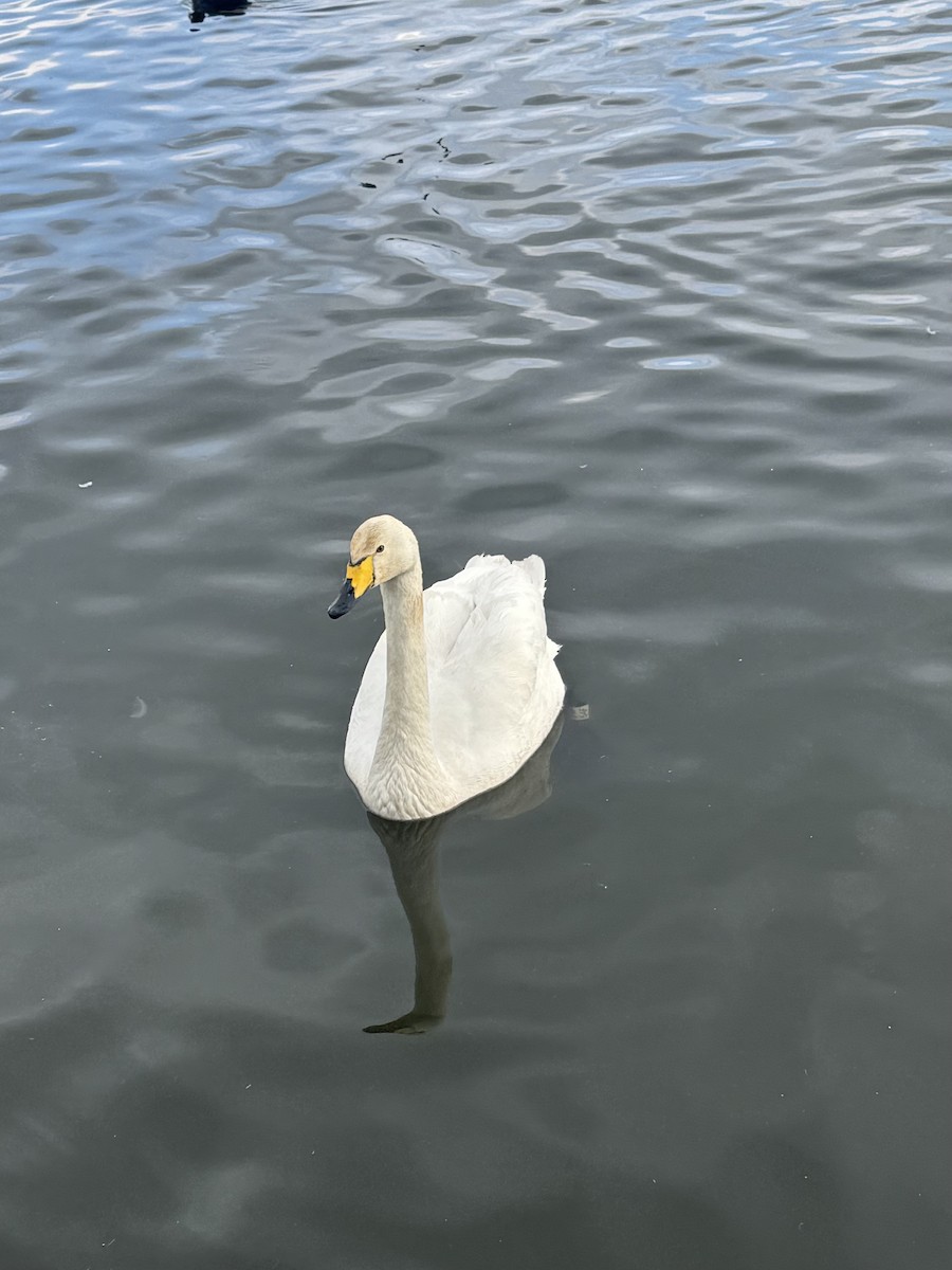 Cigno selvatico - ML652467973