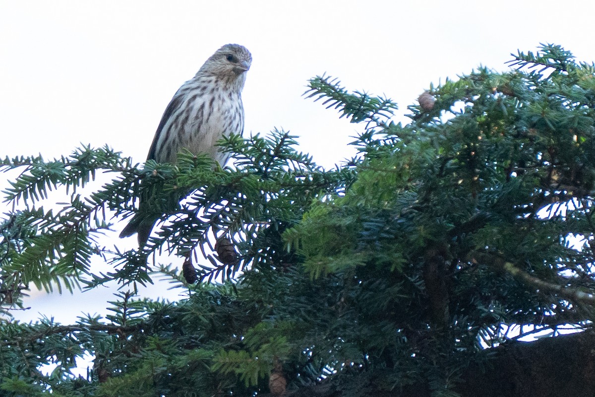 Pine Siskin - ML652467977