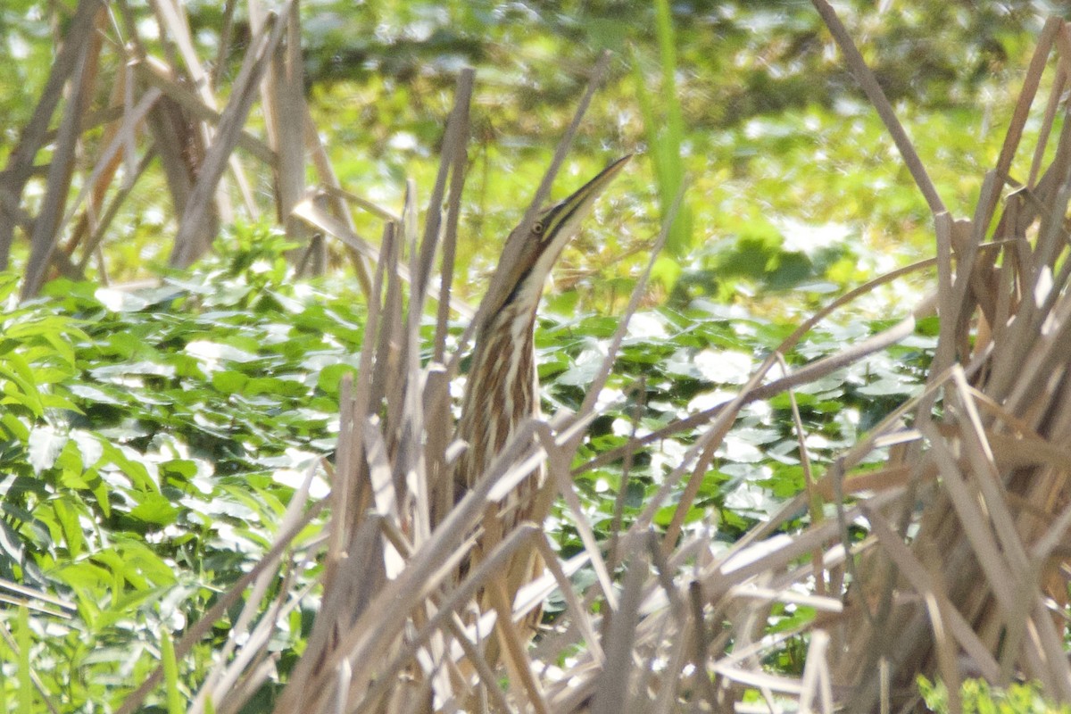 American Bittern - ML652467979