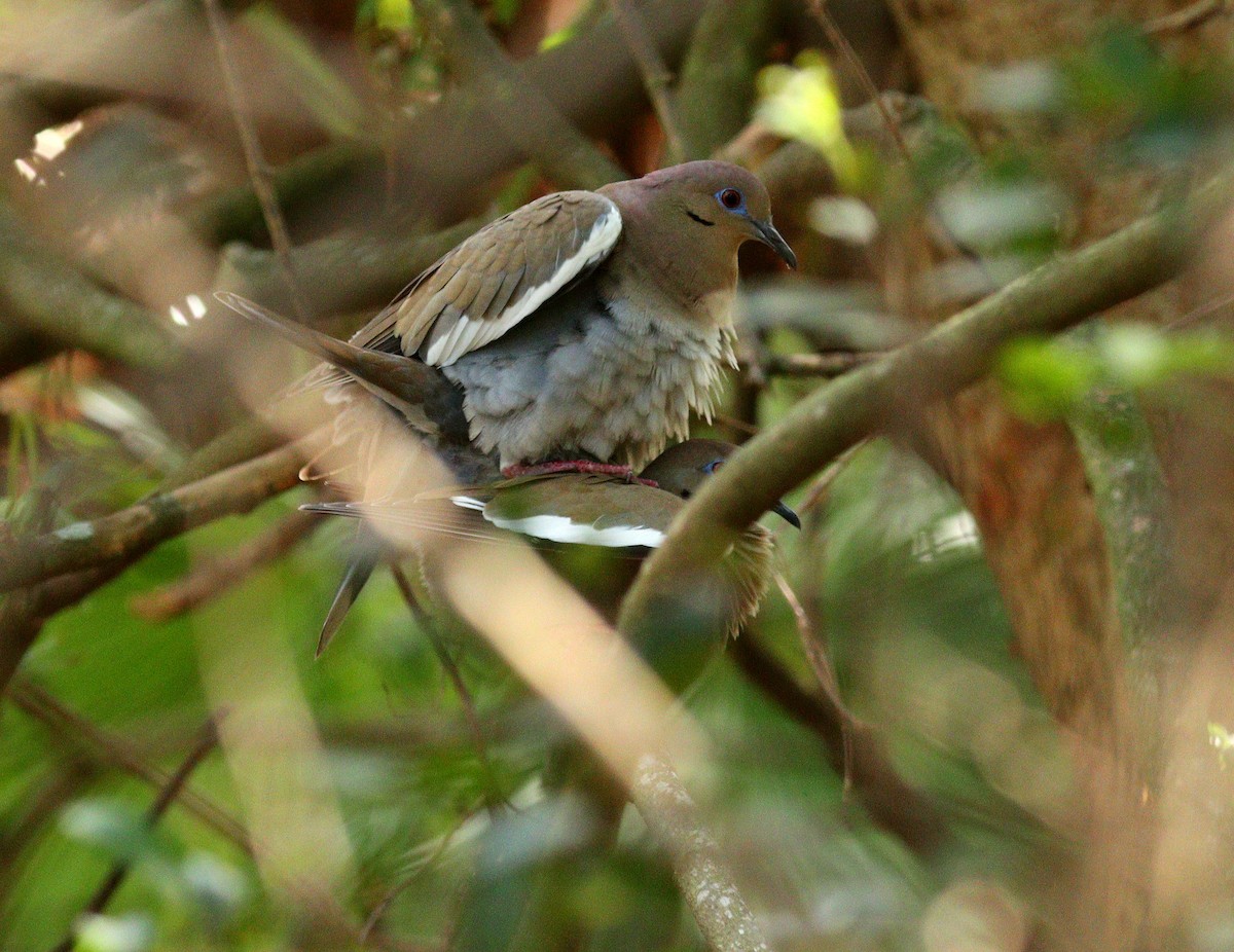 Зенаїда білокрила - ML652468048