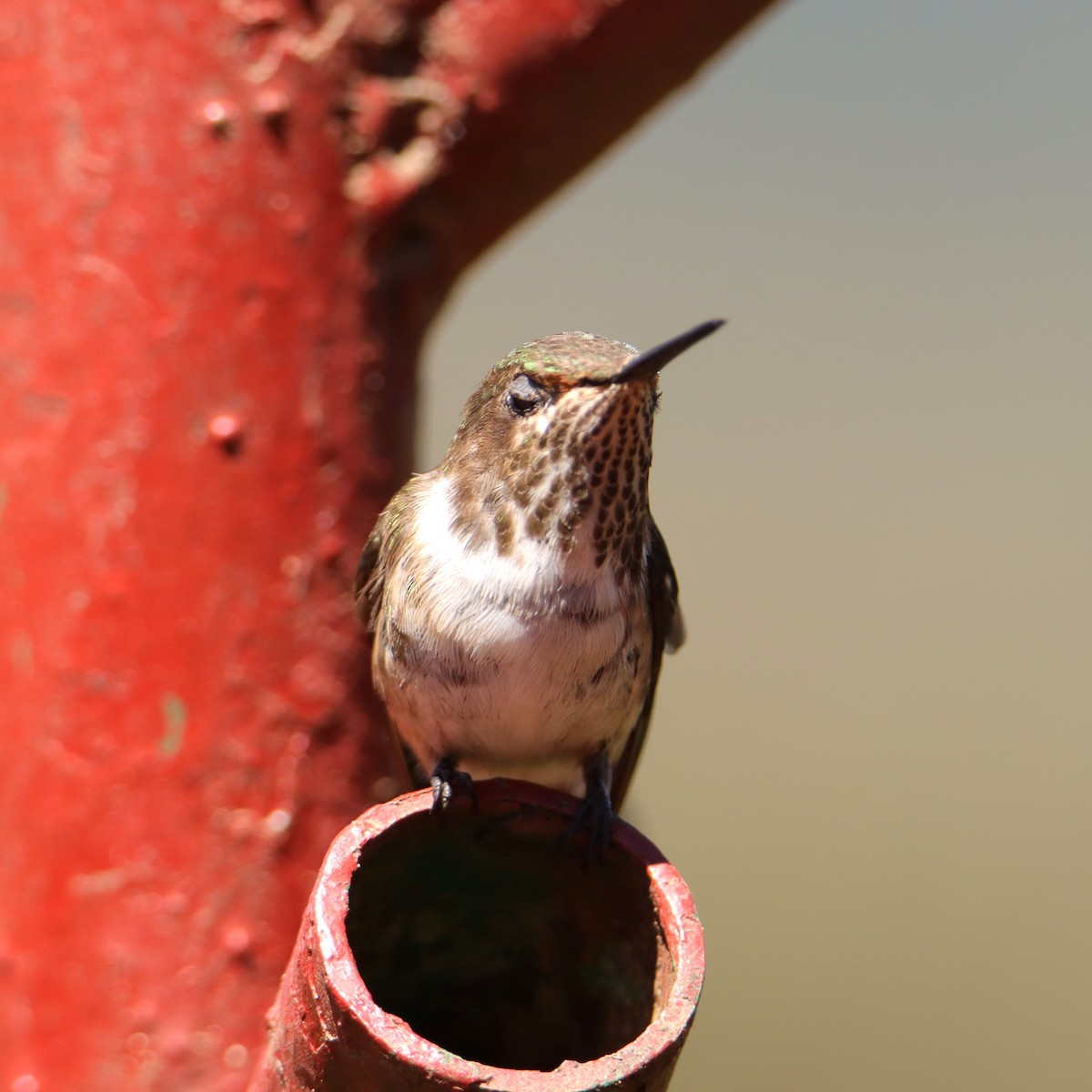 kalypta vulkánová - ML652468129