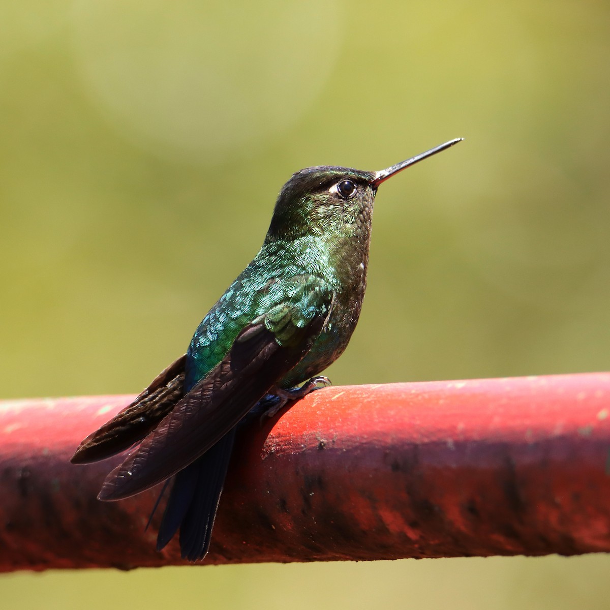 kolibřík talamancký - ML652468199