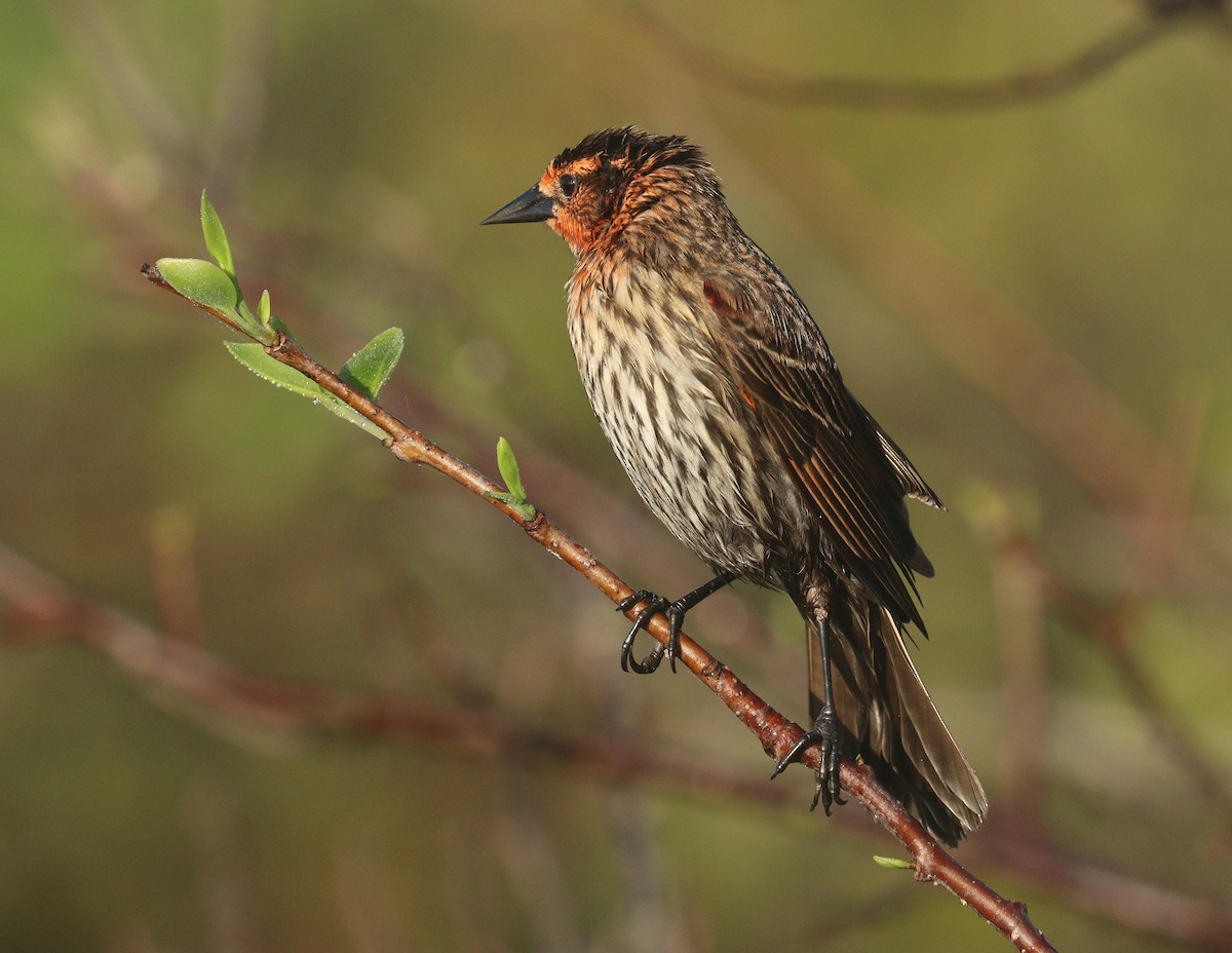 Еполетник червоноплечий - ML652468210