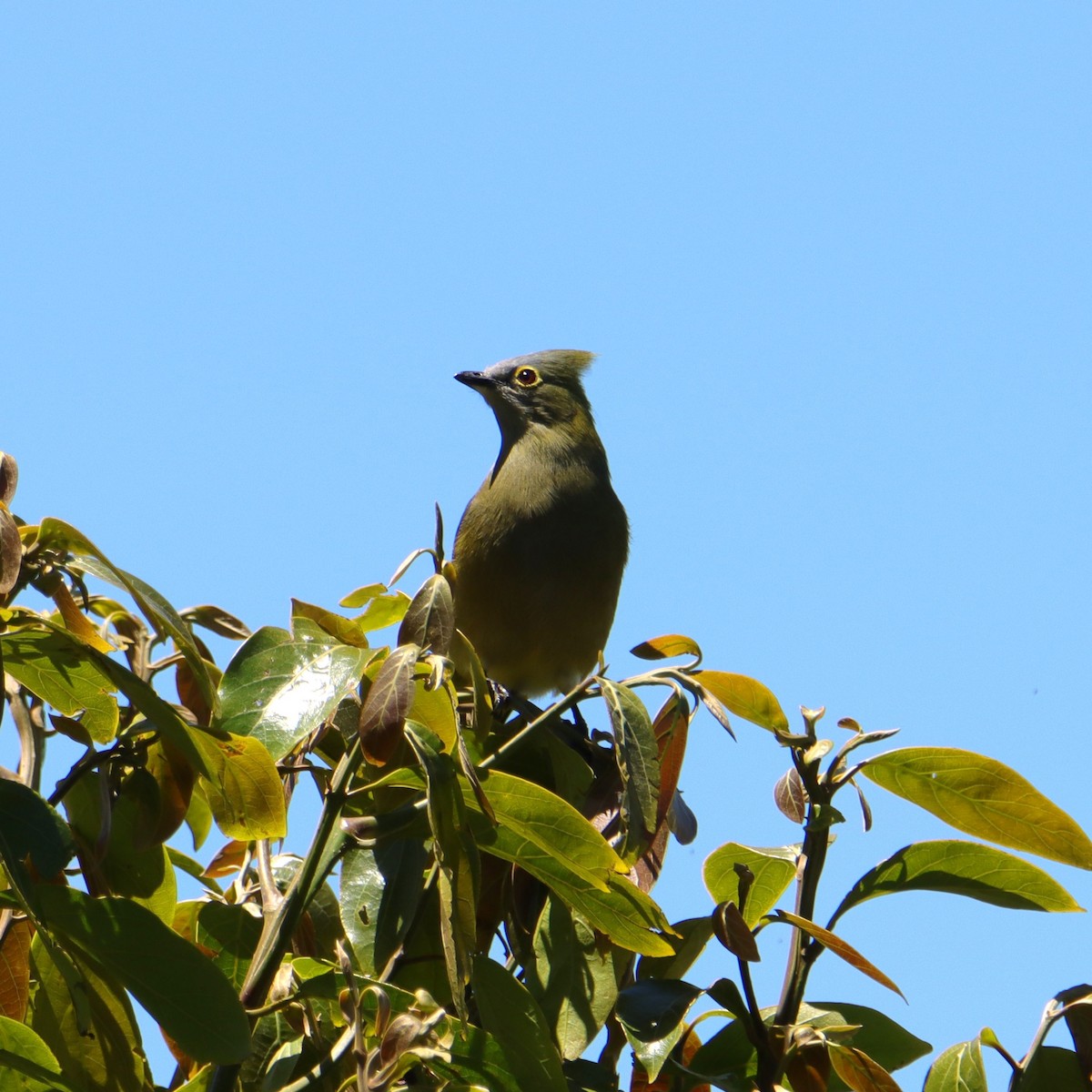 palmovník dlouhoocasý - ML652468233